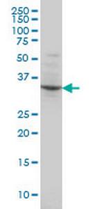 POU4F3 Antibody in Western Blot (WB)