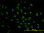 PRKAA1 Antibody in Immunocytochemistry (ICC/IF)