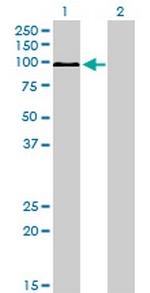 MAPK6 Antibody in Western Blot (WB)