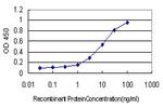 RNASEL Antibody in ELISA (ELISA)