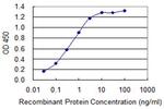 S100B Antibody in ELISA (ELISA)