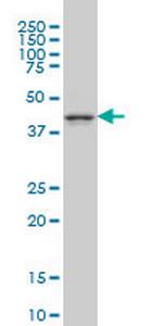 MAPK12 Antibody in Western Blot (WB)