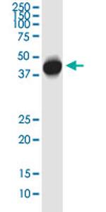 SFTPB Antibody in Western Blot (WB)