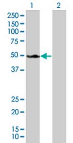 SH3GL1 Antibody in Western Blot (WB)