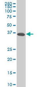 SPP1 Antibody in Western Blot (WB)