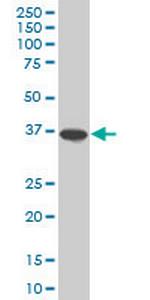 SPP1 Antibody in Western Blot (WB)