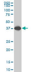 SPP1 Antibody in Western Blot (WB)