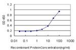 SPP1 Antibody in ELISA (ELISA)