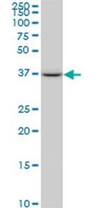 SPP1 Antibody in Western Blot (WB)