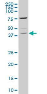 TAF7 Antibody in Western Blot (WB)