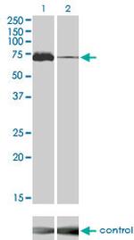 MAP3K7 Antibody in Western Blot (WB)