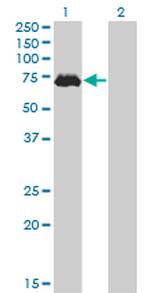 MAP3K7 Antibody in Western Blot (WB)