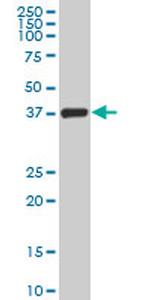 TCEA3 Antibody in Western Blot (WB)