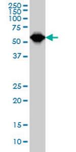 TCF3 Antibody in Western Blot (WB)