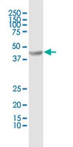 TDO2 Antibody in Western Blot (WB)