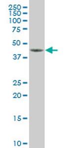 NR2E1 Antibody in Western Blot (WB)