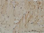 TTN Antibody in Immunohistochemistry (Paraffin) (IHC (P))