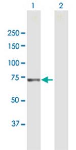 XPNPEP1 Antibody in Western Blot (WB)