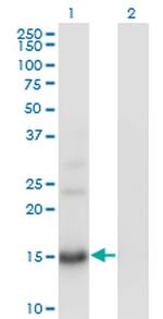 BTG2 Antibody in Western Blot (WB)