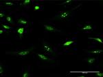 IFRD2 Antibody in Immunocytochemistry (ICC/IF)