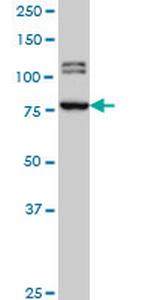 BRD3 Antibody in Western Blot (WB)