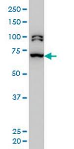 BRD3 Antibody in Western Blot (WB)