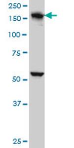 EEA1 Antibody in Western Blot (WB)