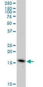 EDF1 Antibody in Western Blot (WB)