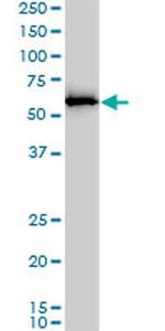NAE1 Antibody in Western Blot (WB)