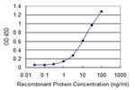 SNAP29 Antibody in ELISA (ELISA)