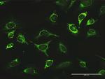 LONP1 Antibody in Immunocytochemistry (ICC/IF)