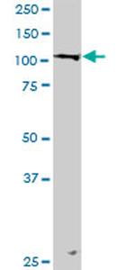 LONP1 Antibody in Western Blot (WB)