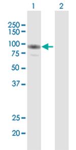 GAB2 Antibody in Western Blot (WB)