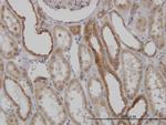 MFN2 Antibody in Immunohistochemistry (Paraffin) (IHC (P))