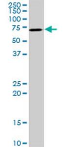 AKT3 Antibody in Western Blot (WB)