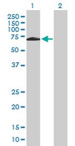 SH2D3A Antibody in Western Blot (WB)