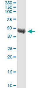 TRIB1 Antibody in Western Blot (WB)