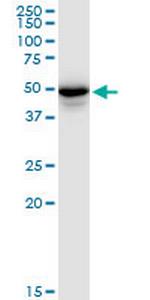 PLIN3 Antibody in Western Blot (WB)