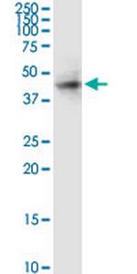 RAMP3 Antibody in Western Blot (WB)