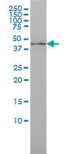 ISGF3G Antibody in Western Blot (WB)