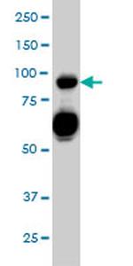 SEMA4D Antibody in Western Blot (WB)