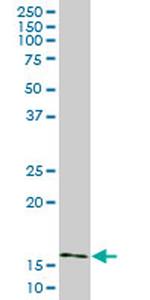 AGR2 Antibody in Western Blot (WB)