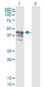 PAIP1 Antibody in Western Blot (WB)