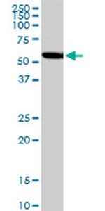 CUGBP1 Antibody in Western Blot (WB)