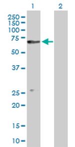 CUGBP1 Antibody in Western Blot (WB)