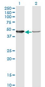 NUDC Antibody in Western Blot (WB)