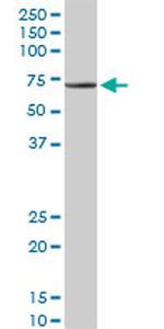 TRAF3IP2 Antibody in Western Blot (WB)