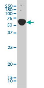 TRAF3IP2 Antibody in Western Blot (WB)