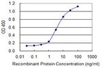 DMC1 Antibody in ELISA (ELISA)