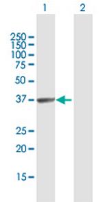 HABP4 Antibody in Western Blot (WB)